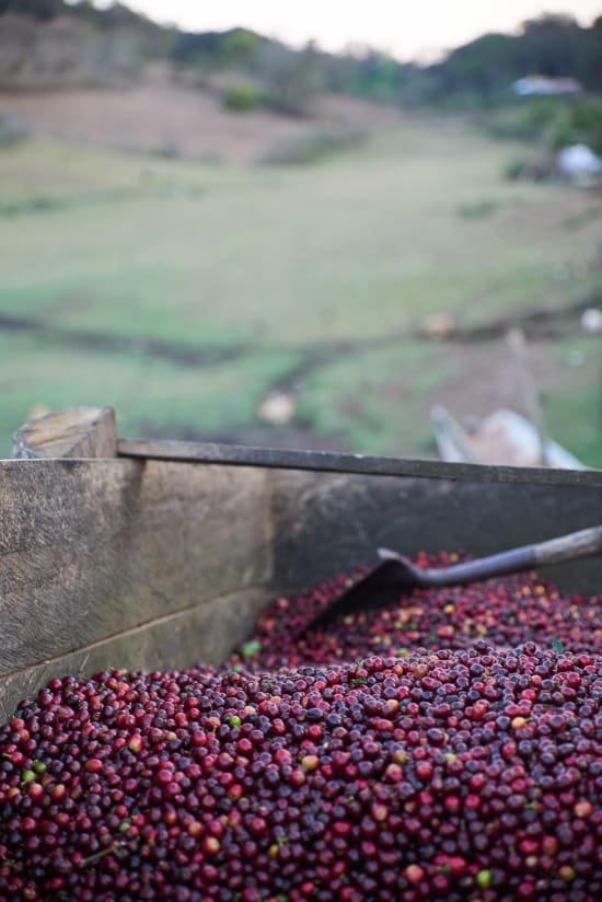 Jorge Correa- Gesha Micro lot | Light Roast