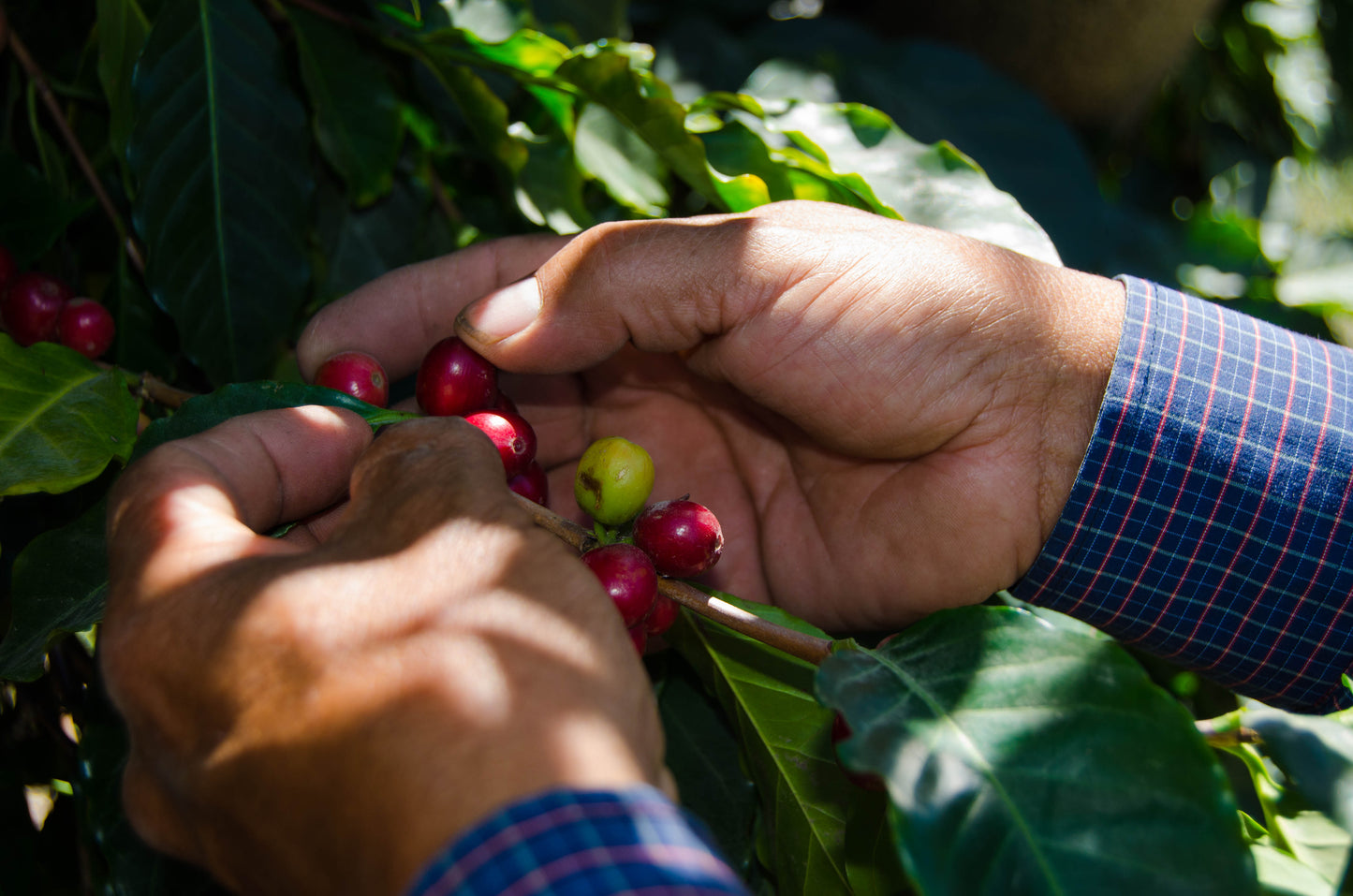 Doña Carmen Espresso Blend - Colombia & Guatemala | Medium/Dark Roast