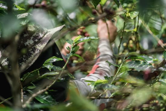 Guji Natural | Light Roast